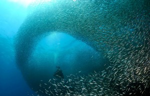 moalboal-sardine-run