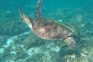 moalboal-sea-turtle