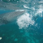 オスロブ&スミロン島スクールトリップ ①〜ジンベイザメと一緒に泳ごう！〜