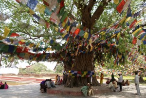 bodhi_tree_in_lumbini