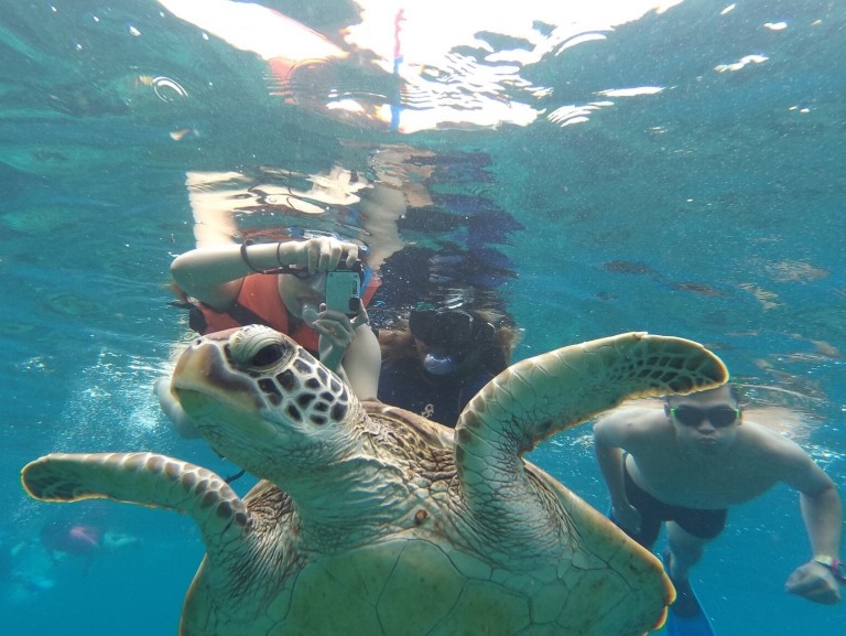 アポ島(Apo Island)観光ガイド|セブ島から行けるシュノーケリング天国