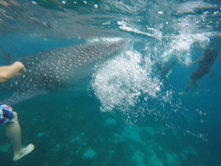 オスロブ&スミロン島スクールトリップ ①〜ジンベイザメと一緒に泳ごう!〜