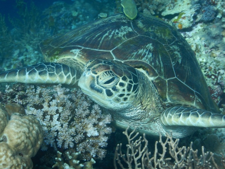ウミガメ!イルカ!アドベンチャー!~モアルボアル&カワサンフォール日帰り旅~