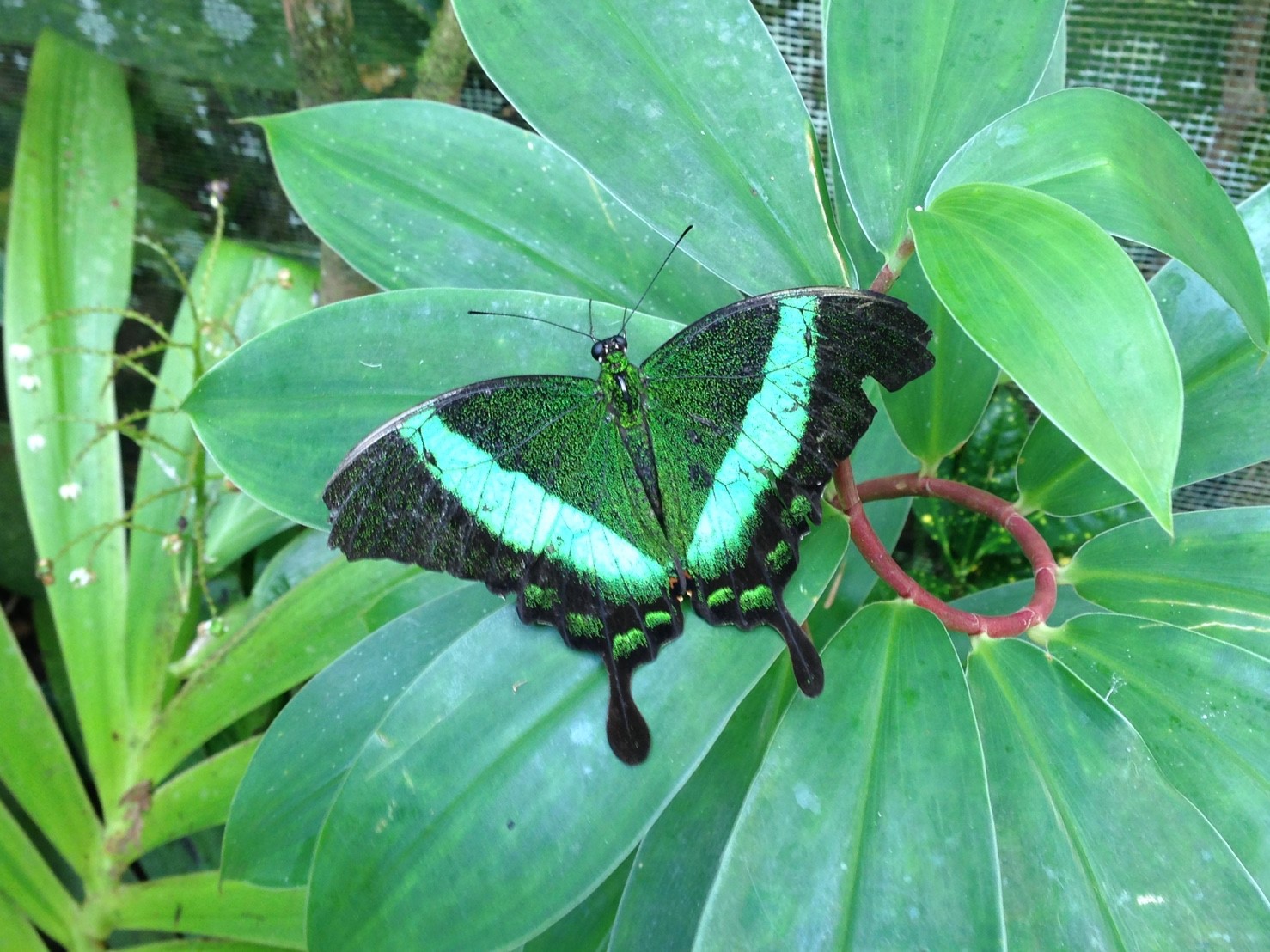 ボホールツアー10月1日_171011_0053