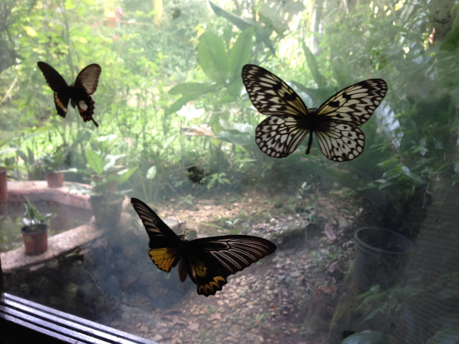 ボホールツアー10月1日_171011_0060