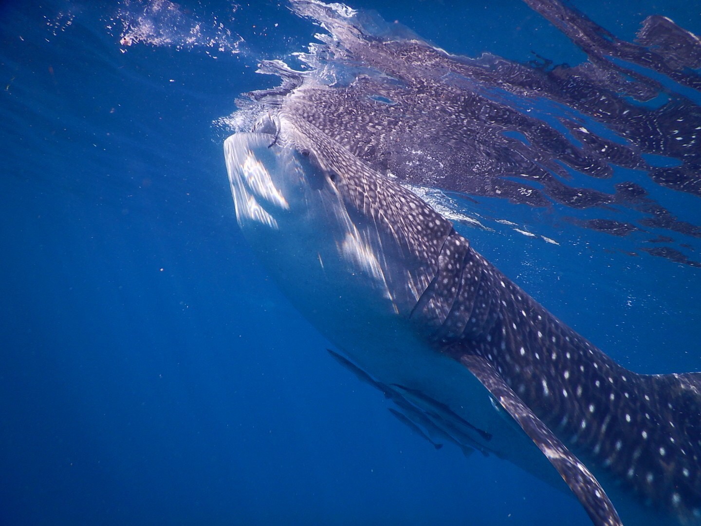 FB865EFF-E95B-462E-946C-769252B0F055