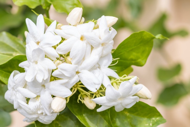 jasminum-sambac-l_42129-686