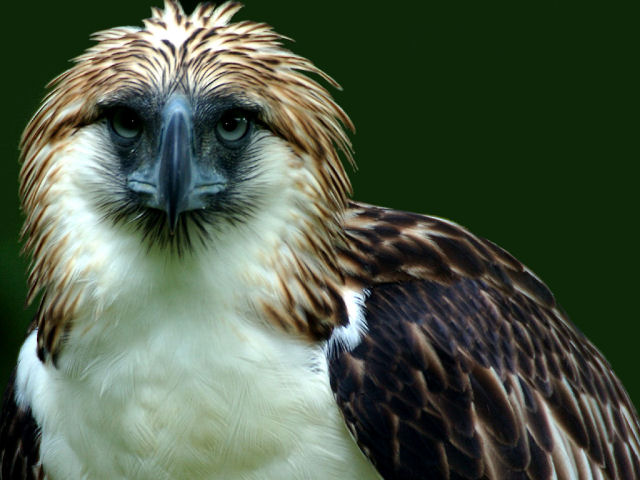 philippine_eagle